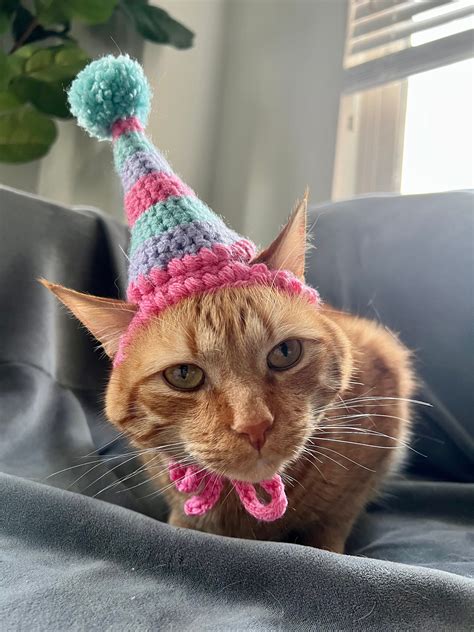cat with birthday hat
