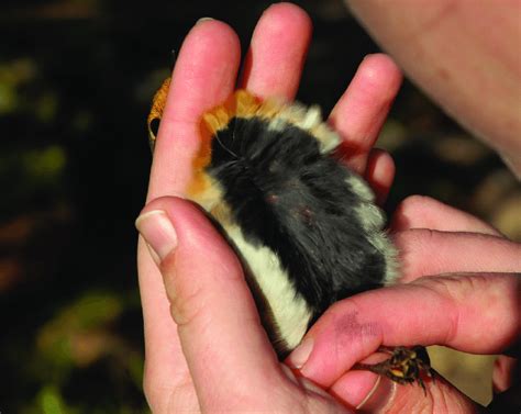 Examining fat and muscle-European Robin Erithacus rubecula/Esame del ...