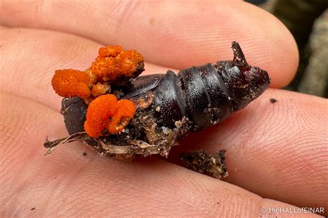 worm fungus cordyceps  brenda gilland blog