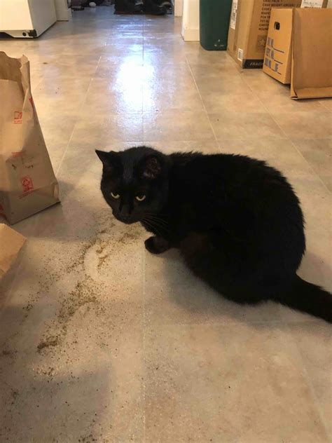 My cat has asthma. he has multiple attacks everyday and we have an