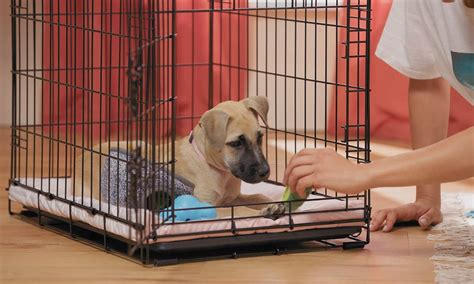 how long does it take to crate train a dog