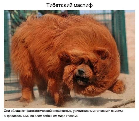 Животные и насекомые о которых вам не рассказывали: luckyea77 — LiveJournal