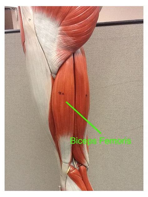 Biceps Femoris Muscle