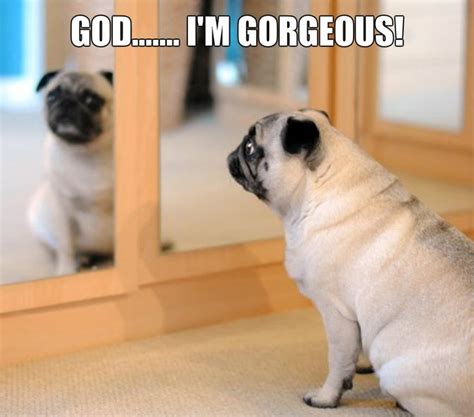 Cute pug Memes