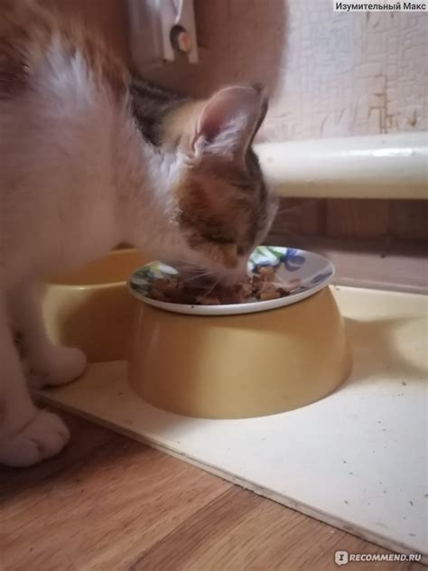 Корм для кошек Purina Felix Sensations говядина с сыром - «Коту ...