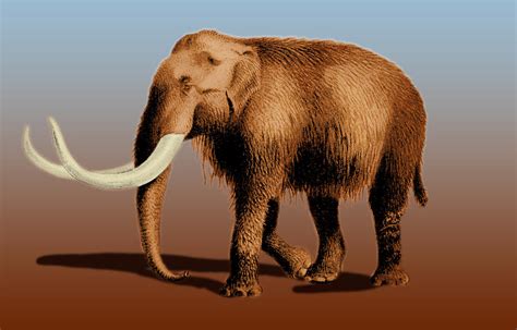 Mammoth Photograph by Science Source - Pixels
