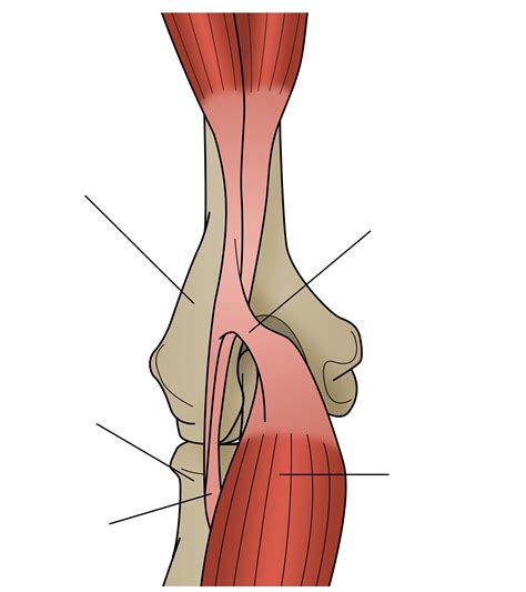 Bicipital Aponeurosis