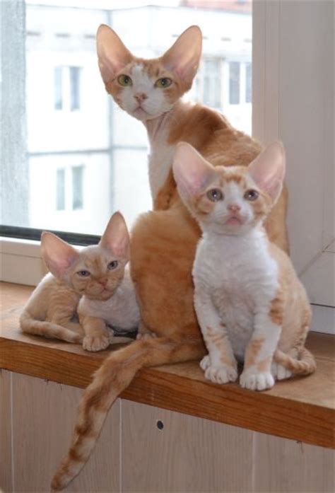 17 Best images about Devon Rex Cats on Pinterest | Limited edition ...