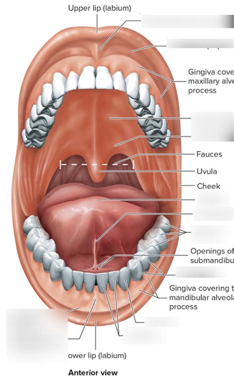 mouth anterior view diagram quizlet
