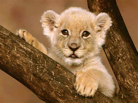 Dangerous Big Cats: Why the Cubs of Lions Play