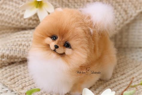Oranje Speelgoed Pomeriaan Puppy Ontmoet De Super Schattige Dwerg