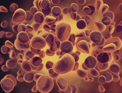 Anisocitose O Que É - ANISOCITOSE: o que é, causas e tratamento