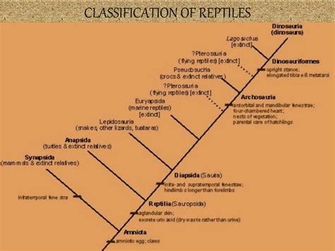 Evolution of reptiles | PPT