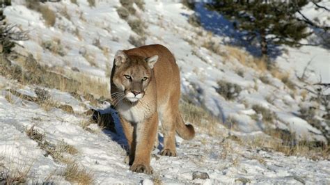 The Traveler's Guide to Rocky Mountain National Park Wildlife