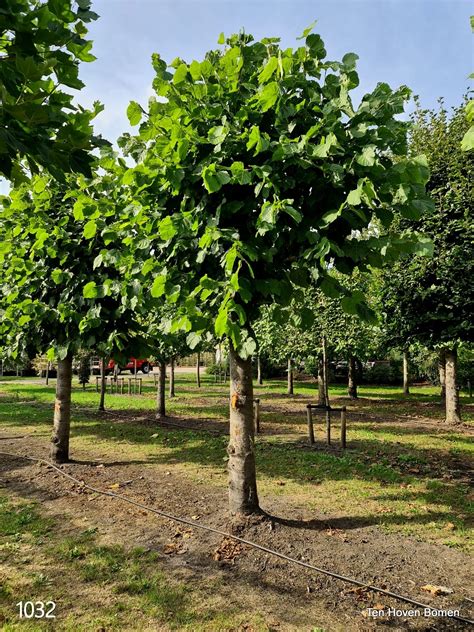 Tilia americana 'Nova' als solitaire leivorm
