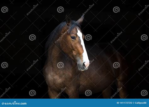 Horse Portrait Stock Image | CartoonDealer.com #20318491