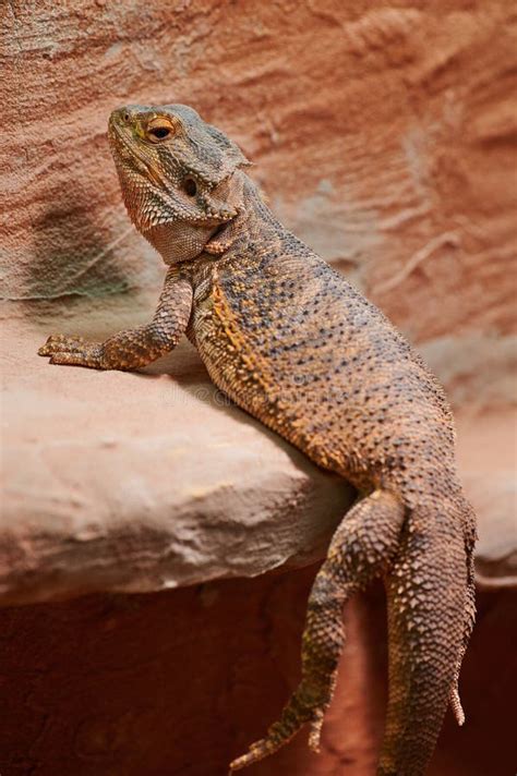 Bearded Dragon is Sitting in a Private Terrarium Stock Photo - Image of ...