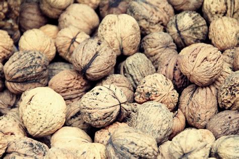 Walnut Walnuts Food - Free photo on Pixabay - Pixabay