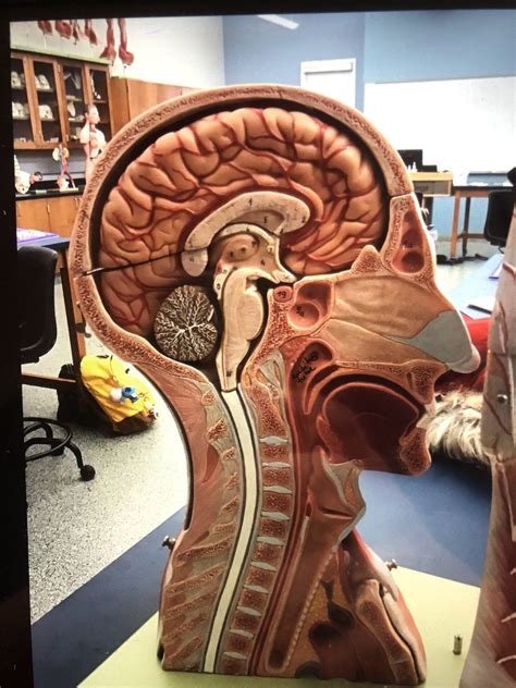head model diagram quizlet
