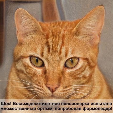 болезни кошек фото — Postimages