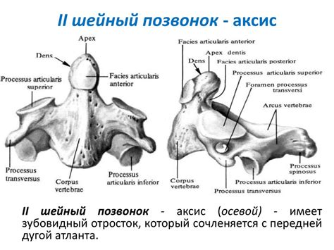 Введение в анатомию. Общая анатомия скелета - презентация онлайн