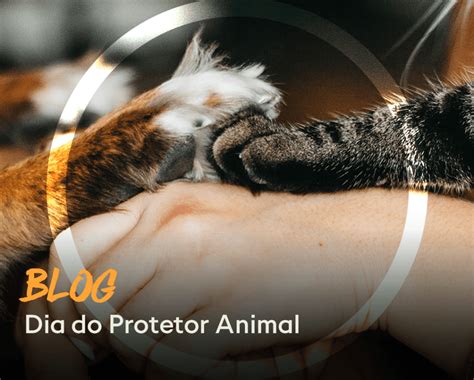 Quem É O Protetor Dos Animais - Dia do Protetor Animal – Instituto Ampara Animal