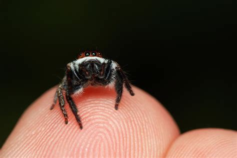 pet jumping spider       care
