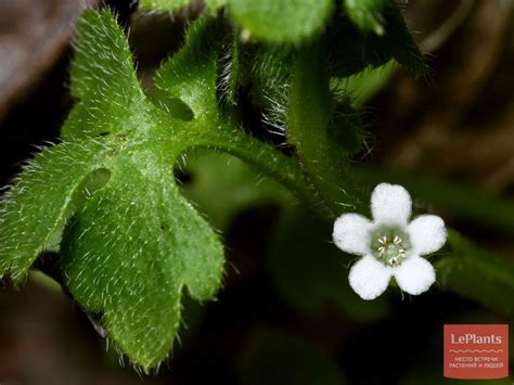 Немофила (Nemophila) — описание, выращивание, фото | на LePlants.ru