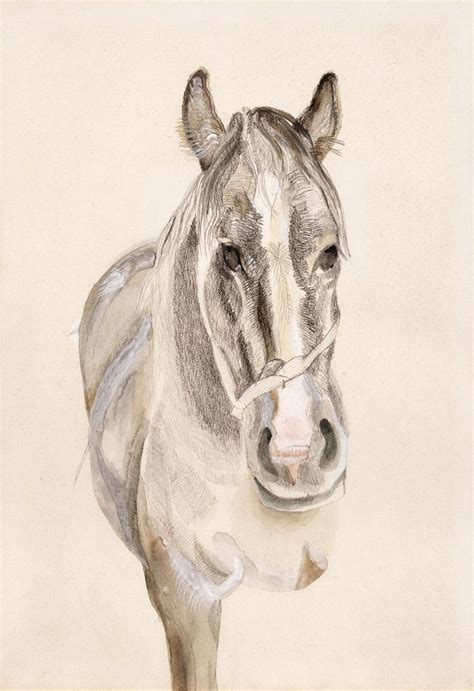 Lucian Freud Drawings - - Exhibitions - Acquavella Galleries