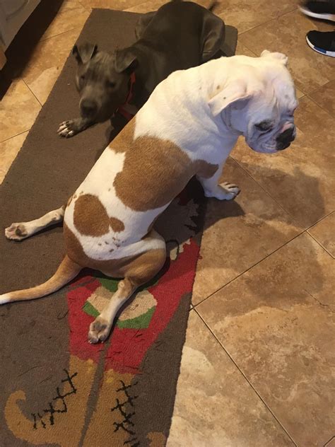 8920 best r/bulldogs images on Pholder | Can't wait to meet our new