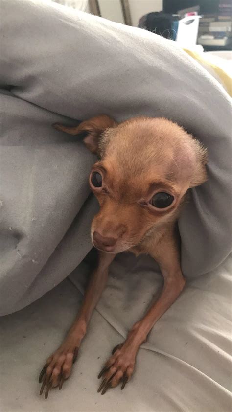 Bella coming out of her cave : r/Chihuahua