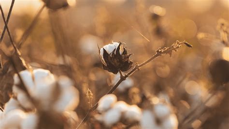 bahan cotton combed bcimanfaat  kelebihan  dunia tekstil