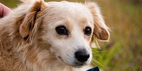 chon spiritual meaning symbolism  totem detailed guide