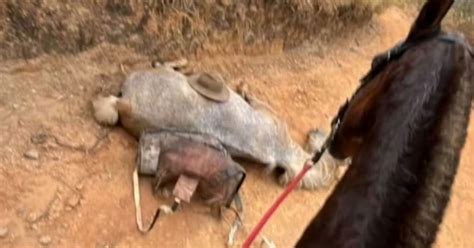 Cavalo Com Pata Cortada