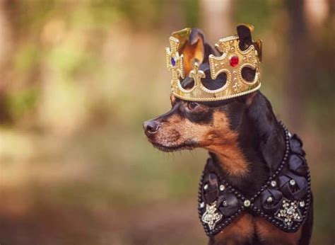 Royal Dogs: Here are the UK's top 10 regal names for adorable dogs ...