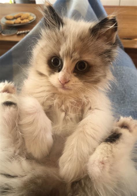 Orange Ragdoll Kittens
