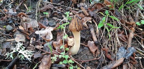 Сморчок полусвободный (Morchella semilibera) фото и описание