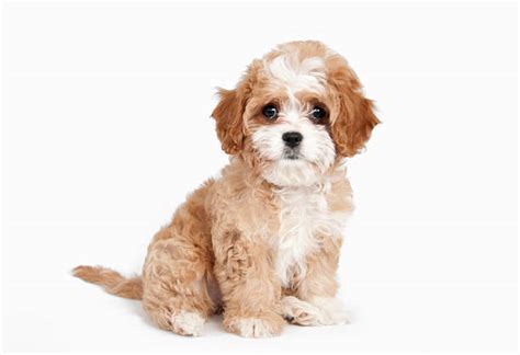 How To Tell a Full Grown Cavapoo | Pestclue
