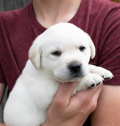 Nala's Polar Bear Labrador Puppies - Kindred Pup