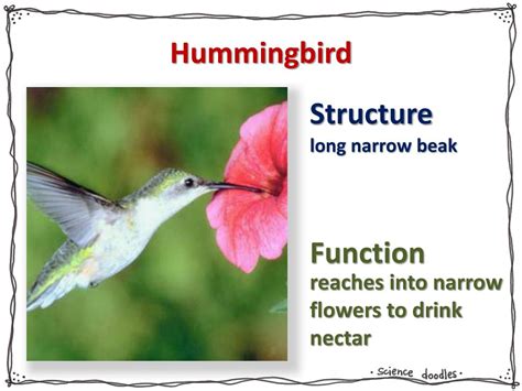 PPT - Adaptations PowerPoint Presentation, free download - ID:2114836