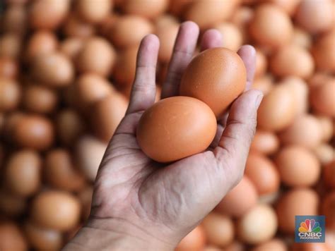 mengenal  jenis telur ayam  perbedaannya mediataid