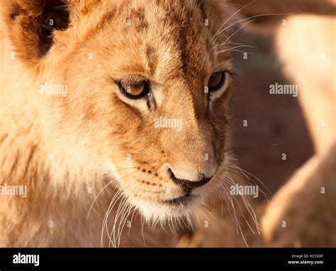 Lion cub face in Gauteng Province, South Africa Stock Photo - Alamy