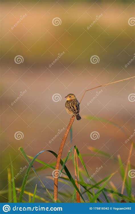 Baya Weaver in it S Habitat Stock Photo - Image of meadow, magazine ...