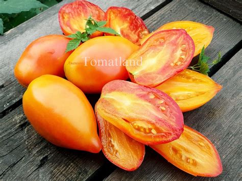 Томат Похвала Марины: описание сорта, ОТЗЫВЫ (6), фото | tomatland.ru