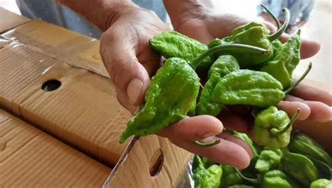 King chilli from Nagaland exported to London for the first time