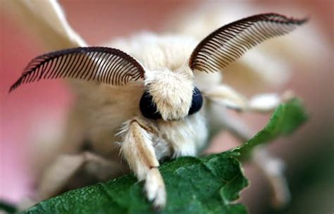 Exploring the Real Poodle Moth: Fascinating Insect of Mystery
