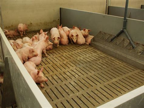 Pig Slats, Sheep Slats, Precast Concrete Slats