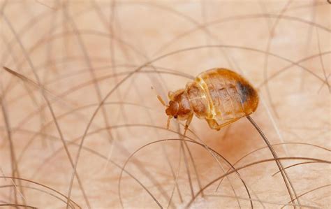Pest-Free Home: Effective Strategies to Eliminate Bugs - Hunter Games Magazine