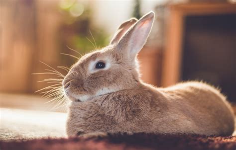 Pet Animals Bunny