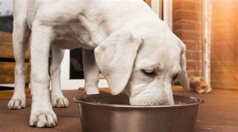 food  labradors eat